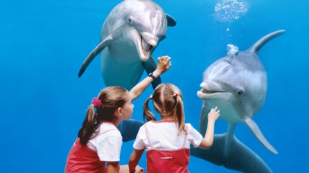 Boudewijn Seapark header meisjes met dolfijnen