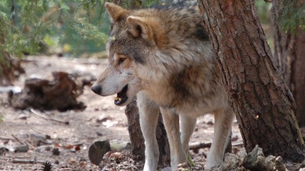 Parc a Gibier Header 1