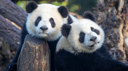 Pairi Daiza header pandas
