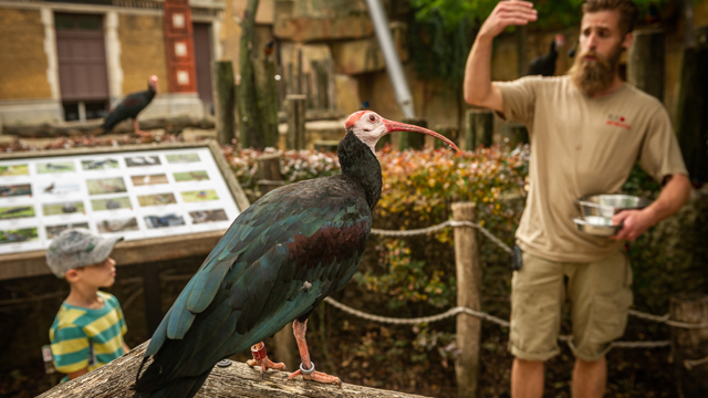 ZOO Antwerpen vogel