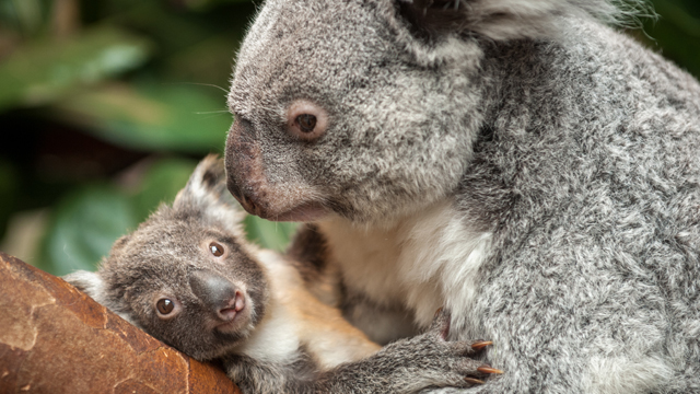 Zoo Antwerpen Koalas v3