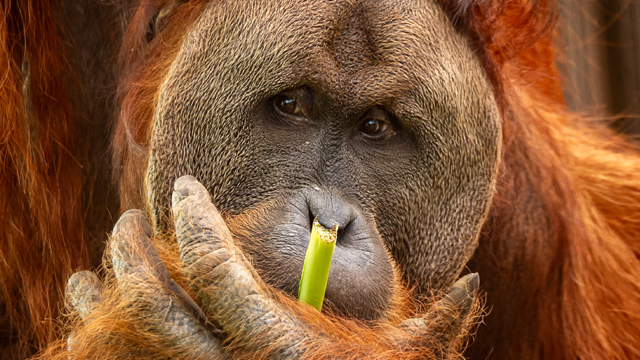 ZOO Planckendael oerang oetang