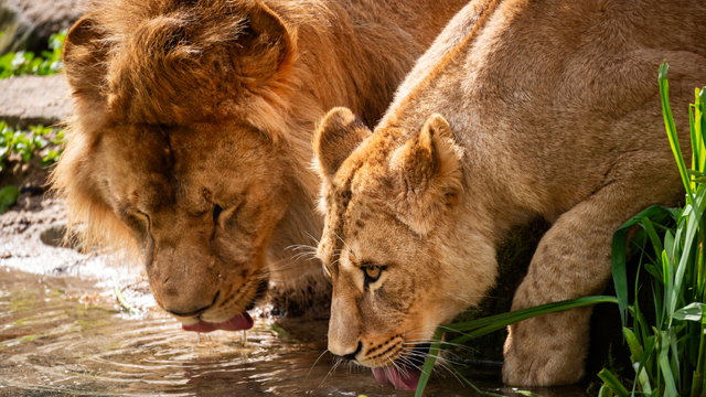 ZOO Antwerpen leeuwen v2