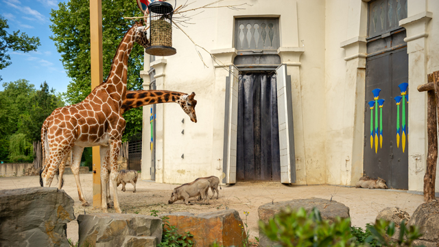 Zoo Antwerpen Giraffen