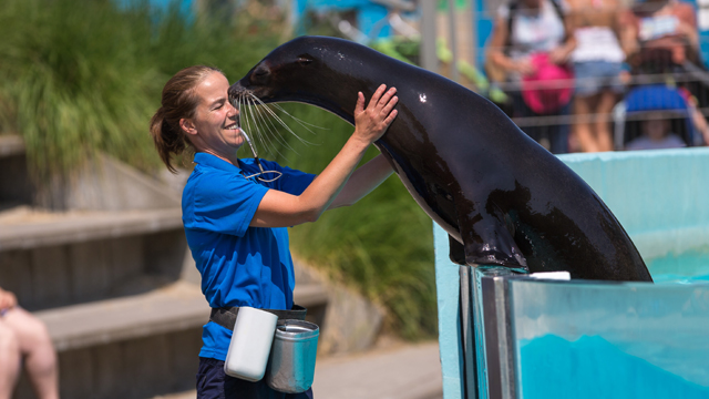 Boudewijn Seapark zeehond v3