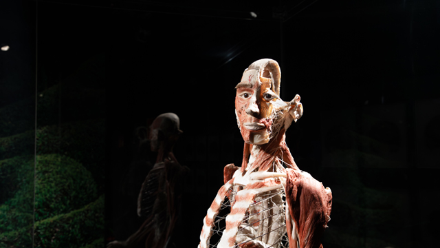 Body Worlds Mens v2
