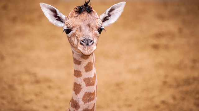 Zoo Planckedeal Giraffe
