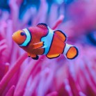 Slide 2 - Sea Life Blankenberge