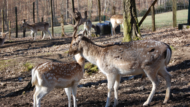 Parc a Gibier Herten