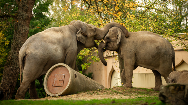 Planckendael Olifanten