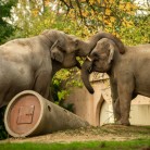 Slide 2 - ZOO Planckendael