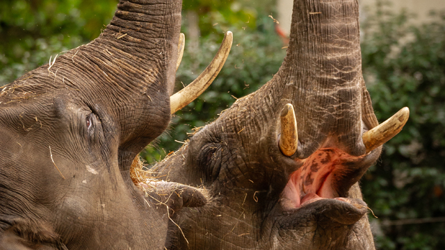 ZOO Antwerpen olifanten