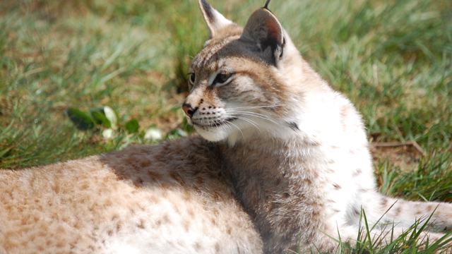 Parc a Gibier Lynx