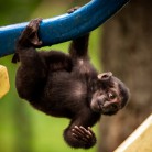 Slide 2 - ZOO Planckendael