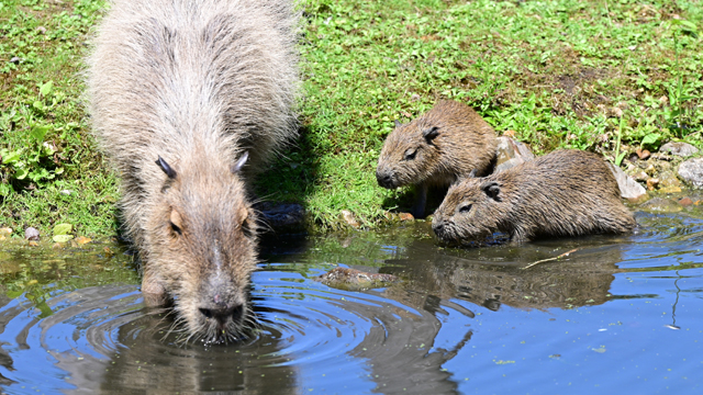 GaiaZOO Capibaras v2