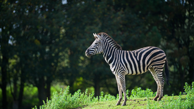 Olmense zoo Zebra