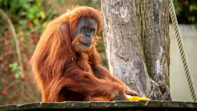 Planckendael Oerang Oetang
