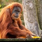 Slide 4 - ZOO Planckendael