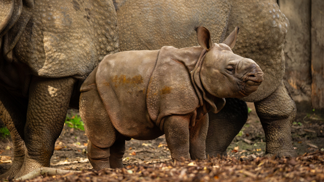 Planckendael Neushoorn