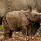 Slide 1 - ZOO Planckendael