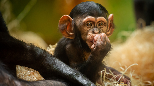 Zoo Antwerpen Chimpangee