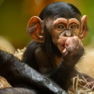 Slide 4 - ZOO Antwerpen