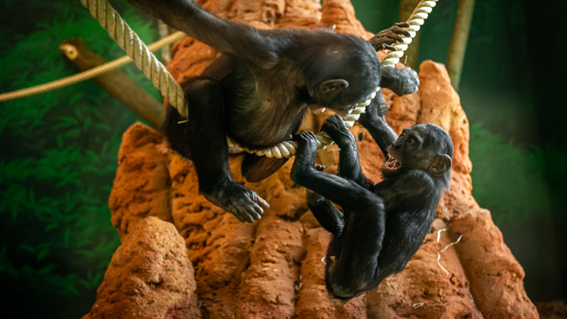 Zoo Planckendael Bonobos