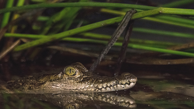 Pakawi Krokodil