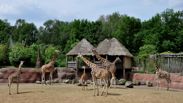 GaiaZOO Safari v2