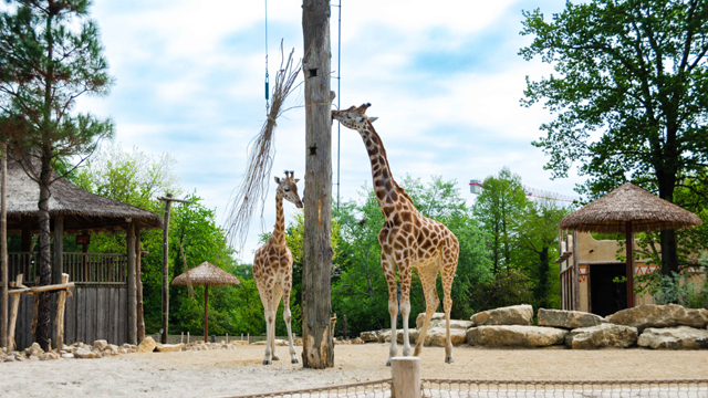 Bellewaerde giraffen