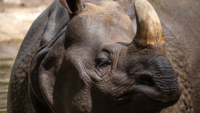 ZOO Planckendael neushoorn