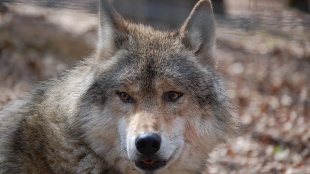 Parc a Gibier Wolf