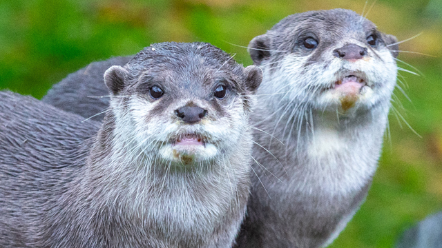 SEA LIFE Blankenberge Otters