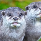 Slide 4 - Sea Life Blankenberge