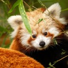 Slide 3 - ZOO Planckendael