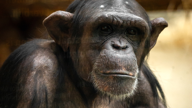 ZOO Antwerpen aap v2