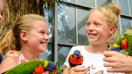 Avifauna header papagaaien