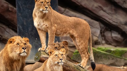 Zoo Antwerpen Header