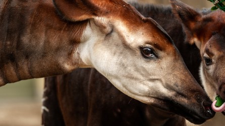 ZOO Antwerpen header okapi