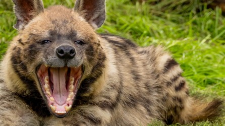Pakawi Park header hyena