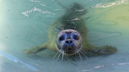 2025 04 sealife blankenberge puppool